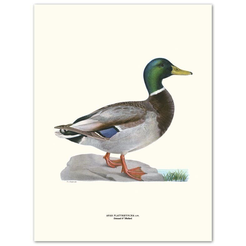 Mallard