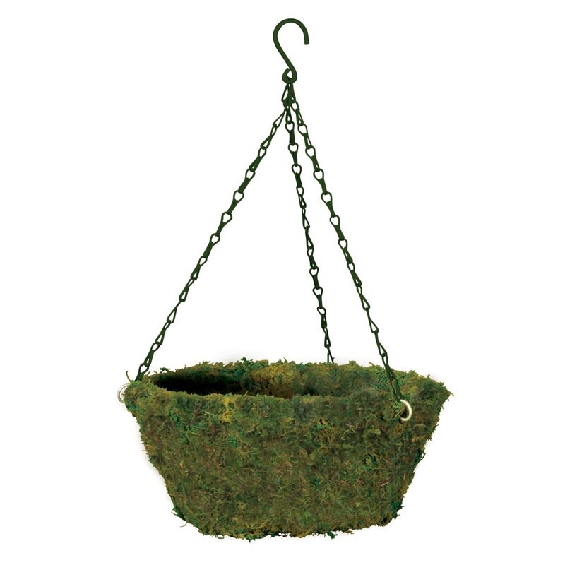 Evergreen Moss Hanging Basket w Hanger 14 Evergreen Moss Hanging Basket w Hanger 14"