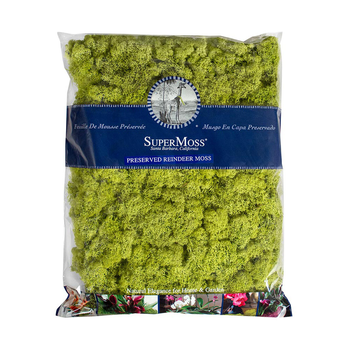Reindeer Moss Preserved Chartreuse 32oz Bag