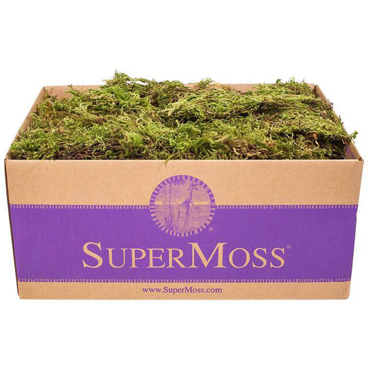 Forest Moss Dried Natural Green 3lb Box