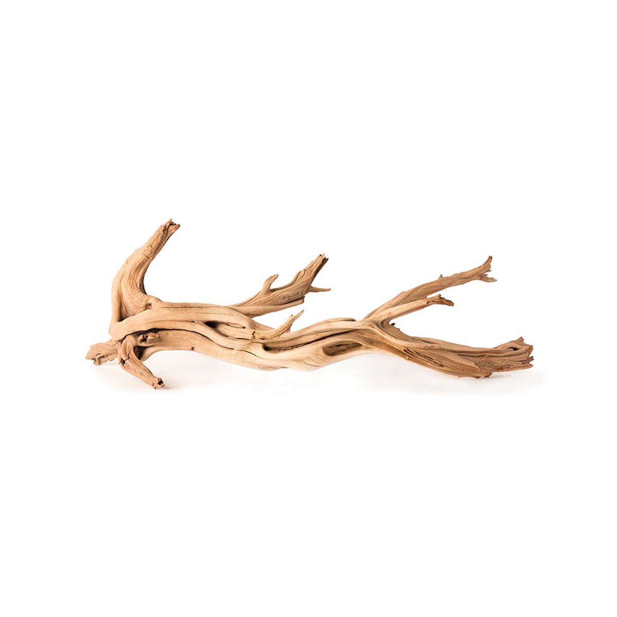 Manzanita Root 19-24"