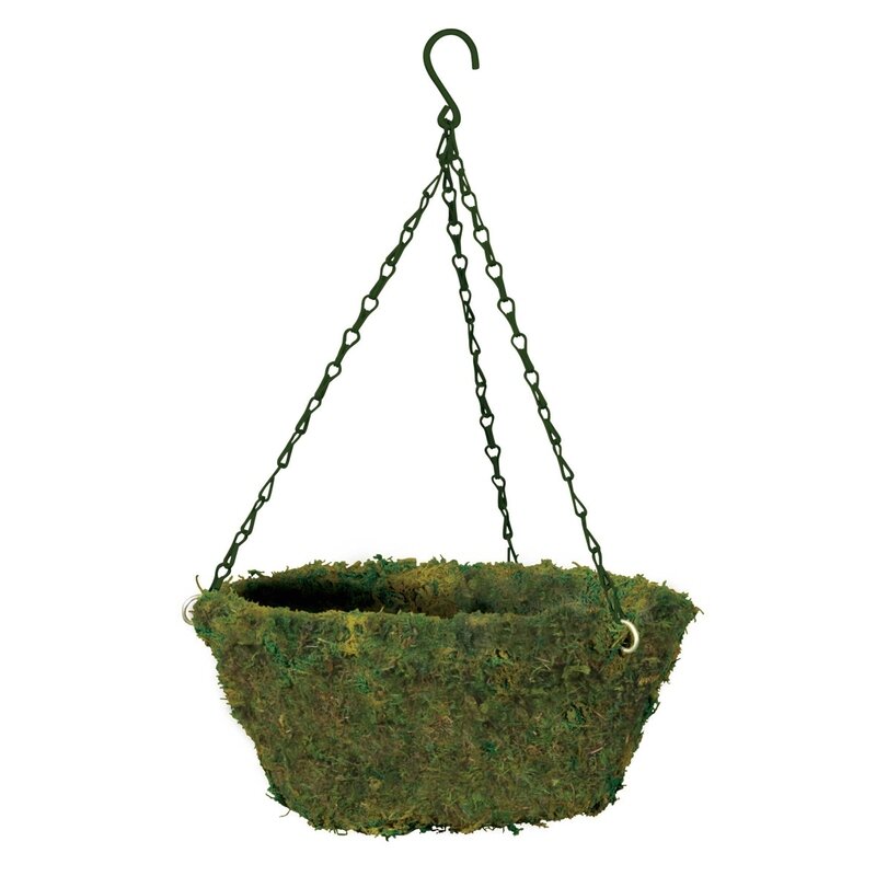 Evergreen Moss Hanging Basket W/Chain 16 Evergreen Moss Hanging Basket W/Chain 16"