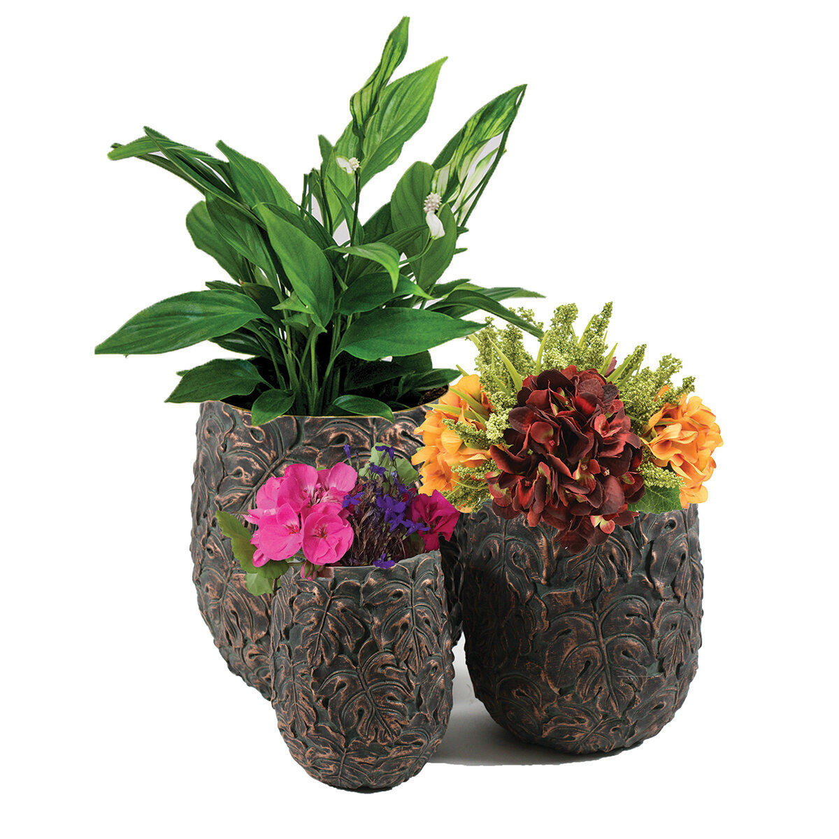 Bronze Leaf Monstera Set of 3
