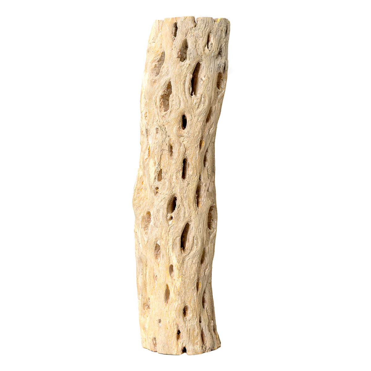 Cholla Wood 12 In
