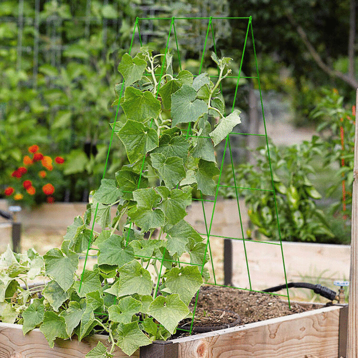 46 x 18 A Frame trellis, Light Green