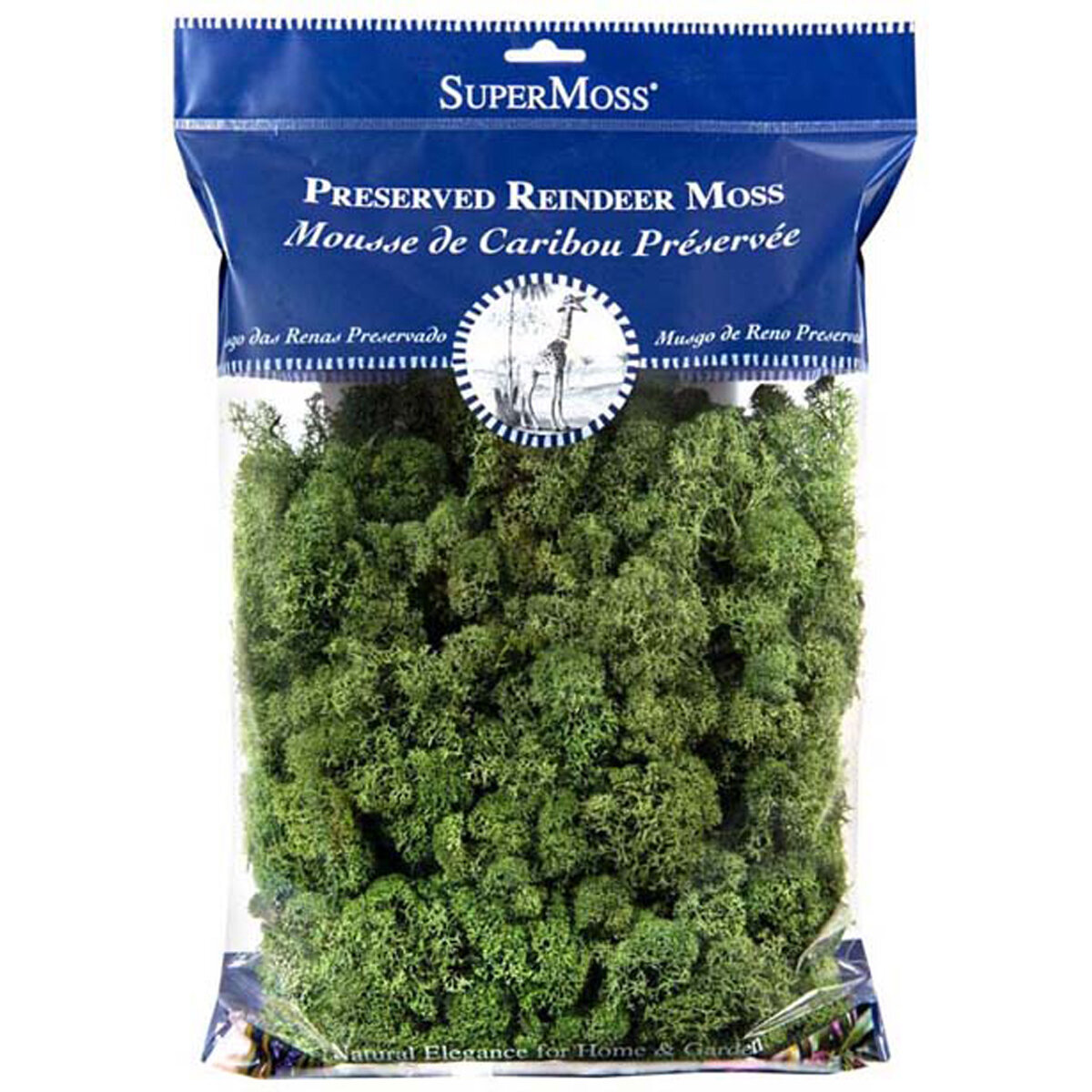 Reindeer Moss Preserved Basil 8oz Bag