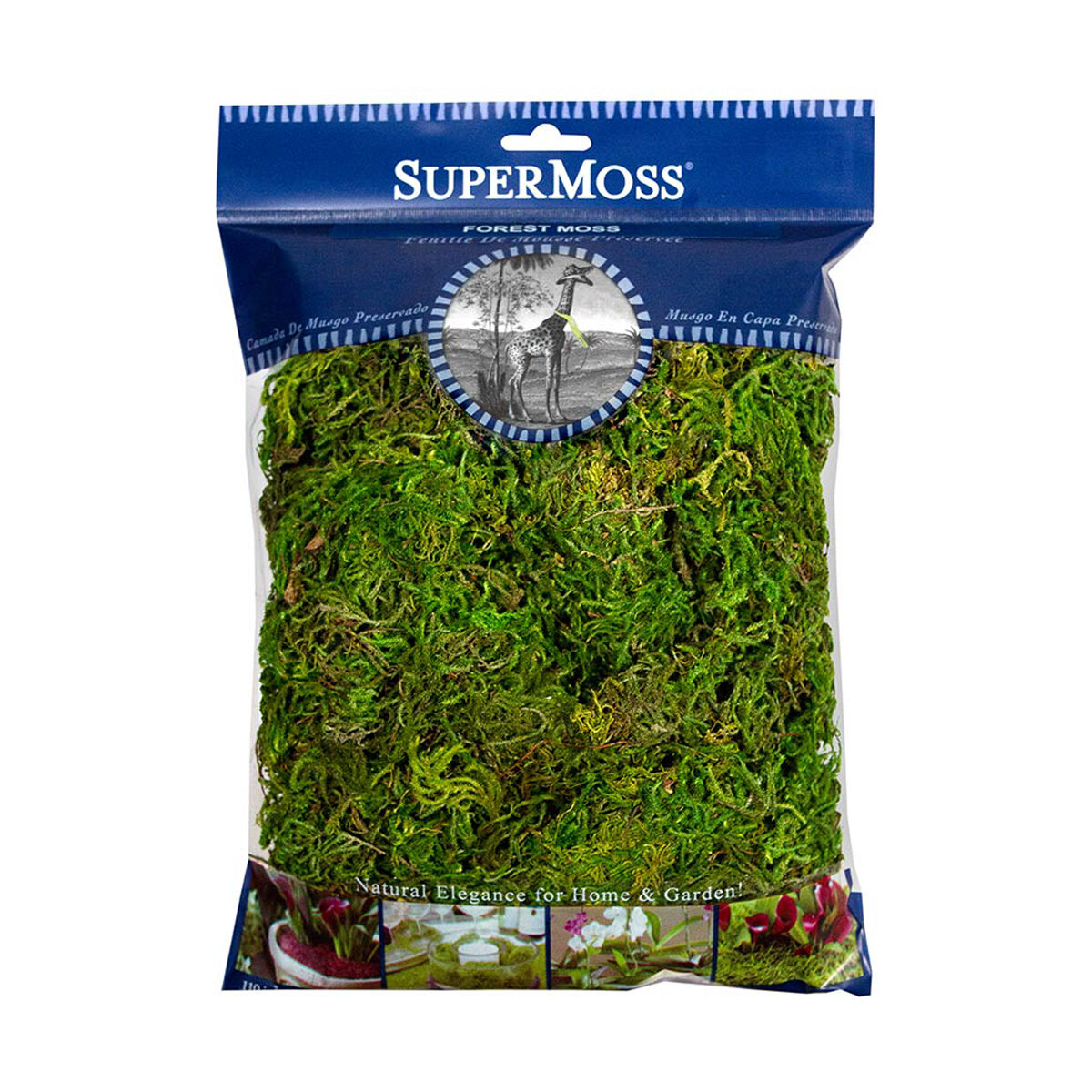 Forest Moss Preserved Fresh Green 4oz Bag