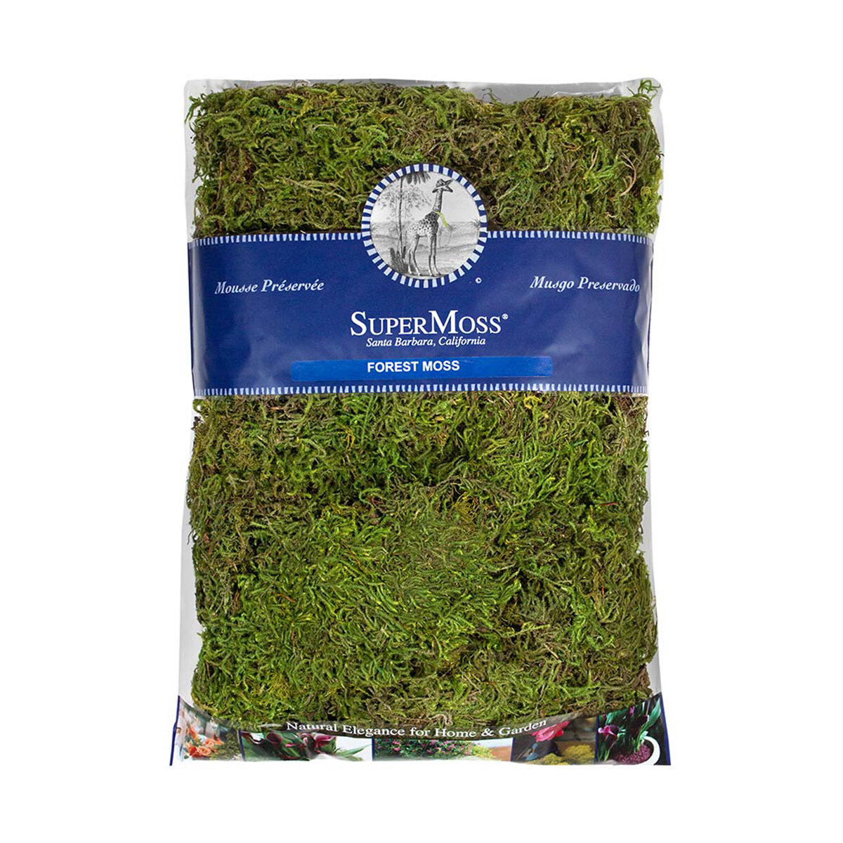 Forest Moss Preserved Fresh Green 16oz Bag