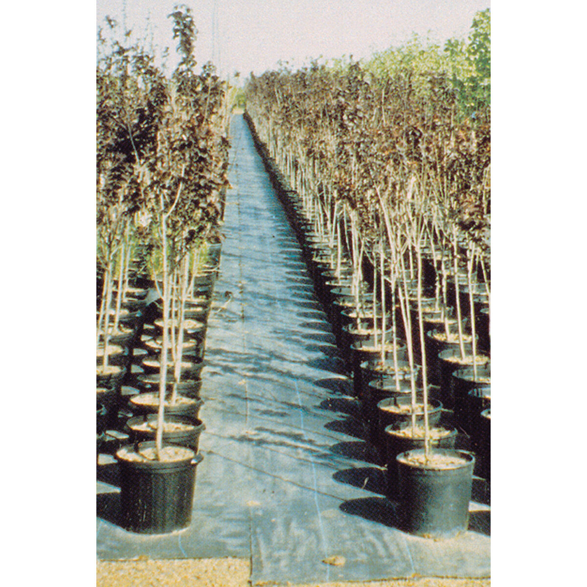 Sunbelt 6' X 300' Bulk Ground Cover 3.2Oz