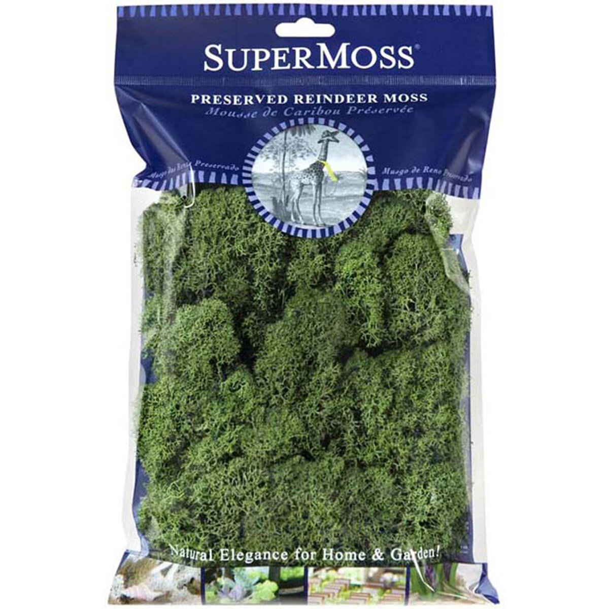 Reindeer Moss Preserved Basil 2oz Bag