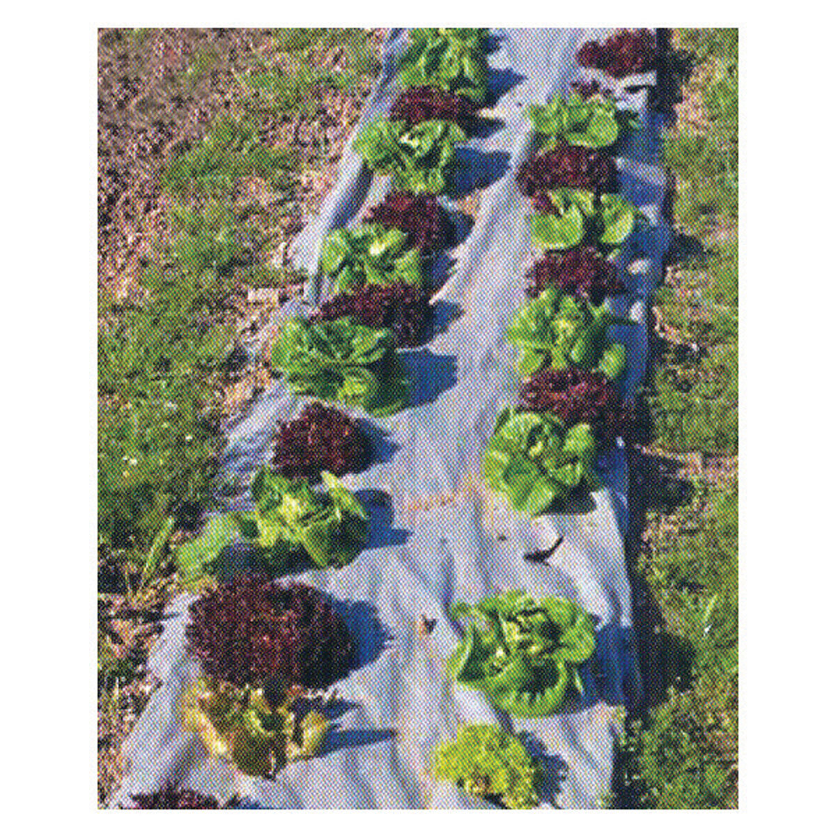 3' X 40' Natural Garden Weed Barrier