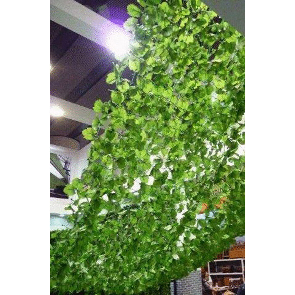 Leaf Shade   9.8'X3.3'
