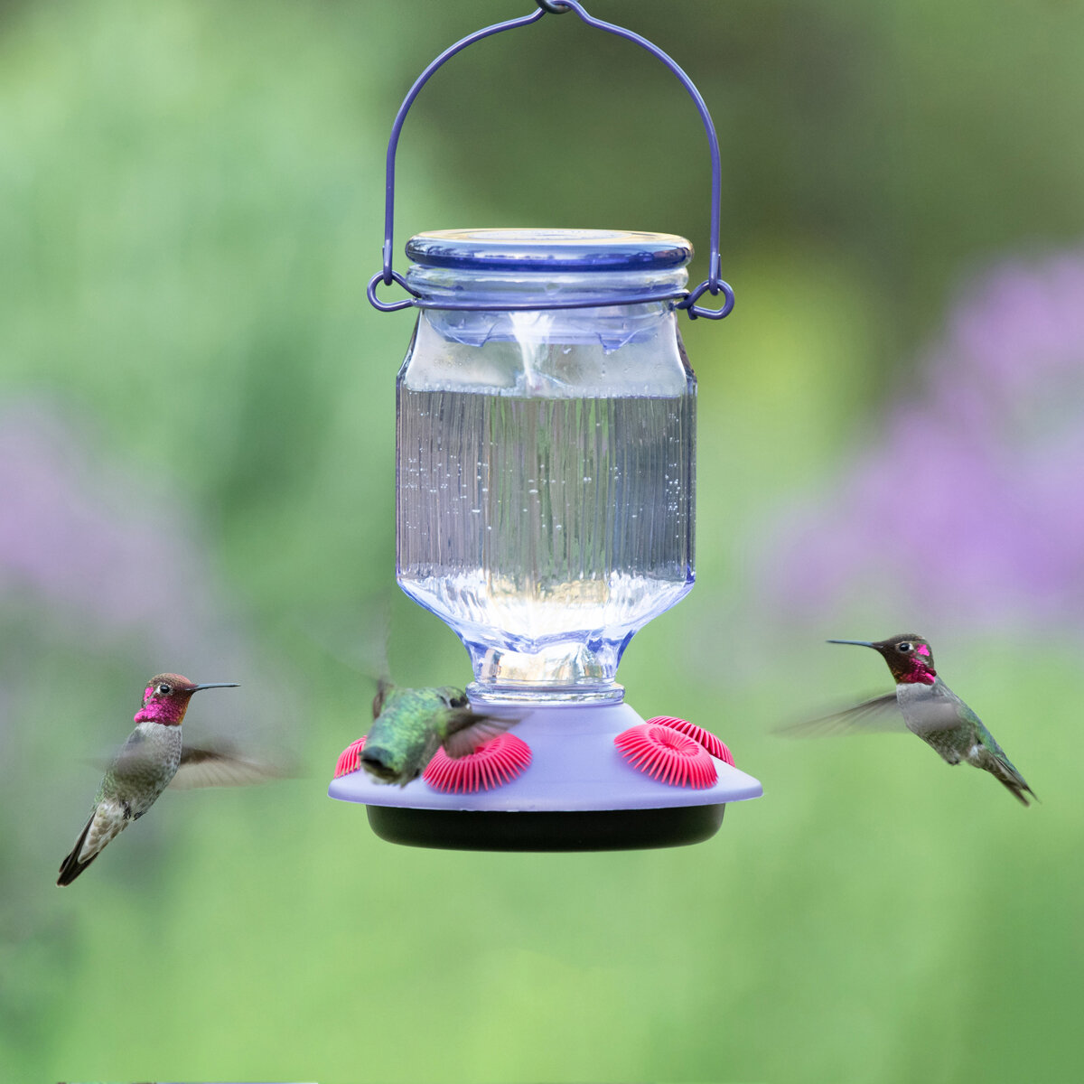 Lavender Field Top Fill HB Feeder 16 oz