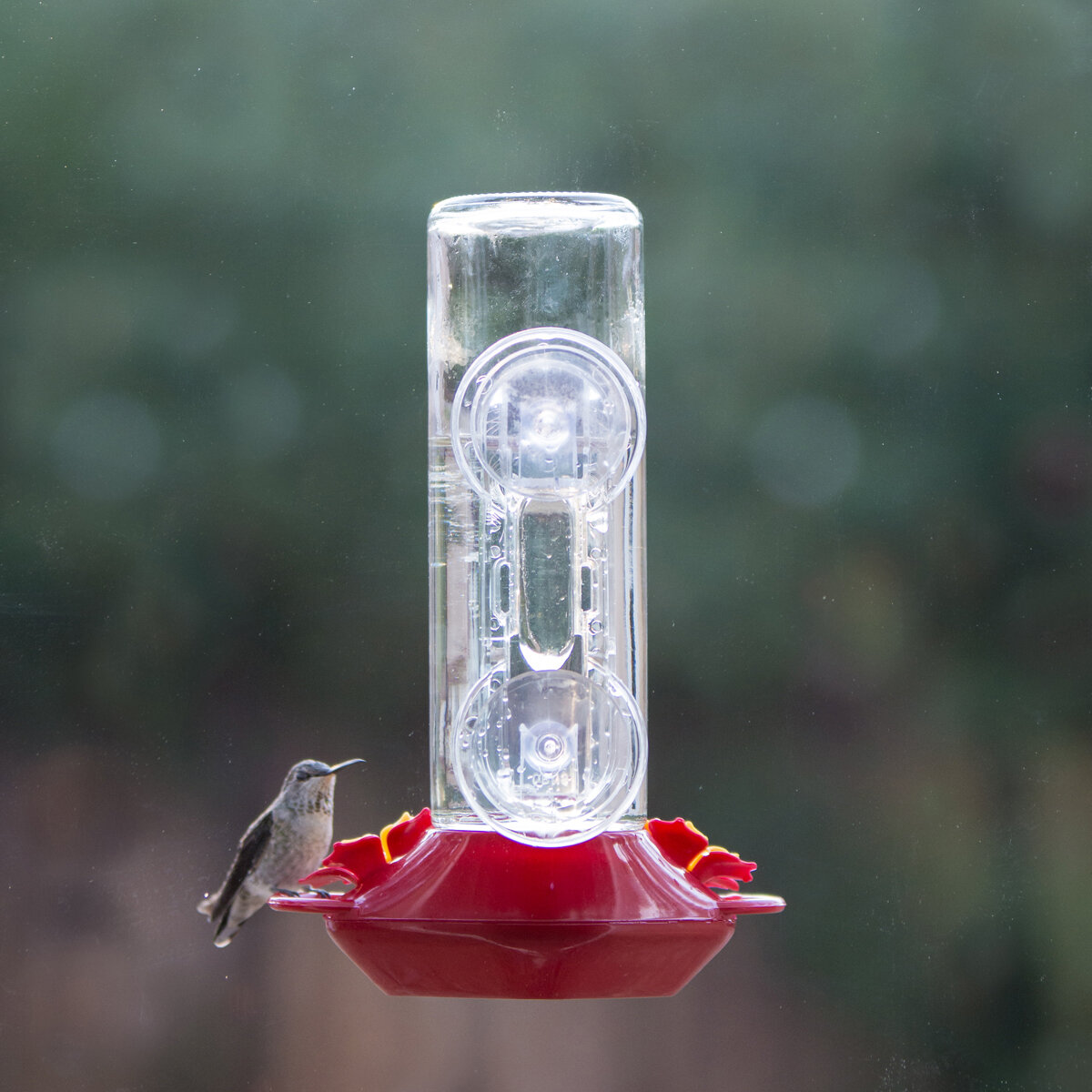 Hummingbird Glass Window Mount Feeder 14Oz