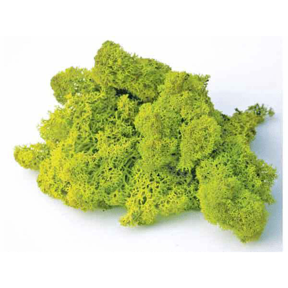 Reindeer Moss Preserved Chartreuse 8oz w/PDQ