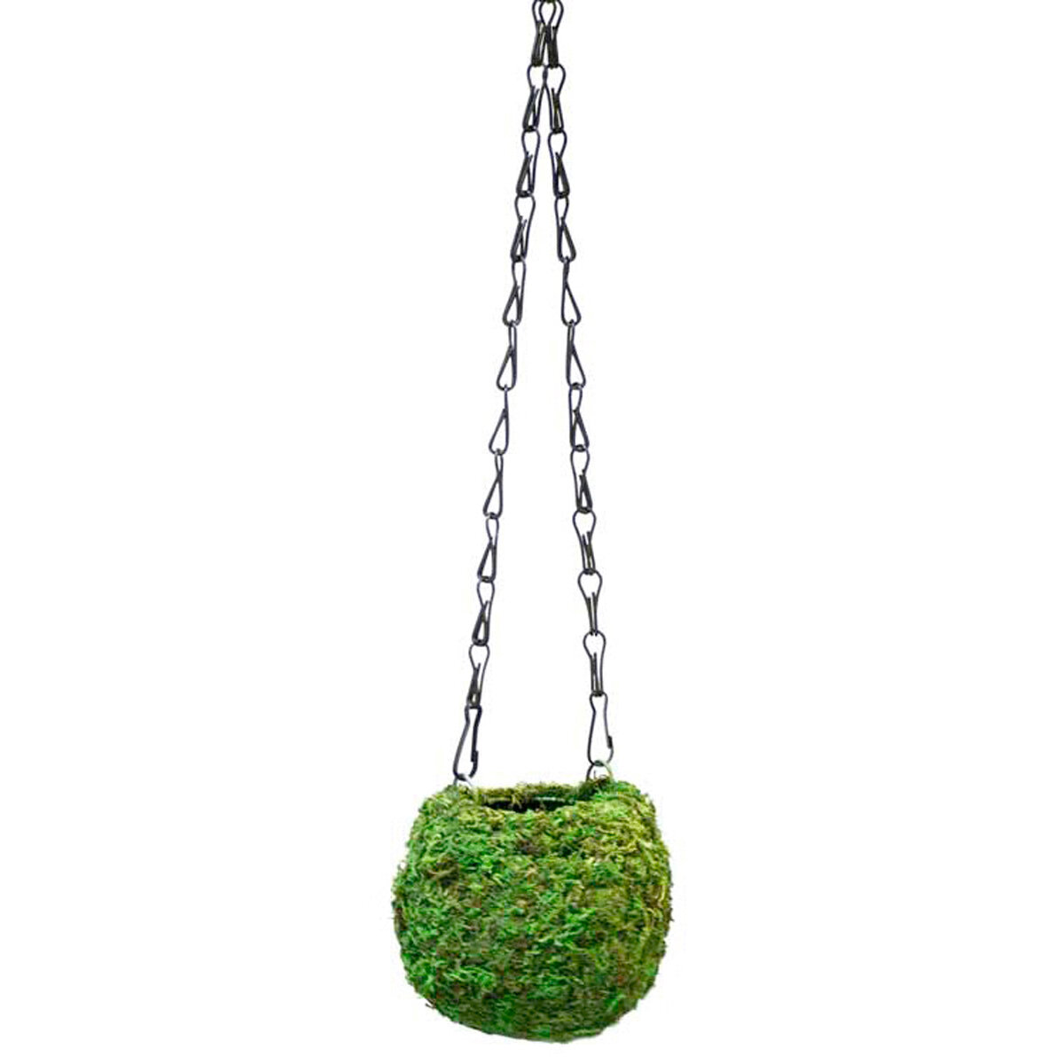 Kokedama Fresh Green 4in Diameter