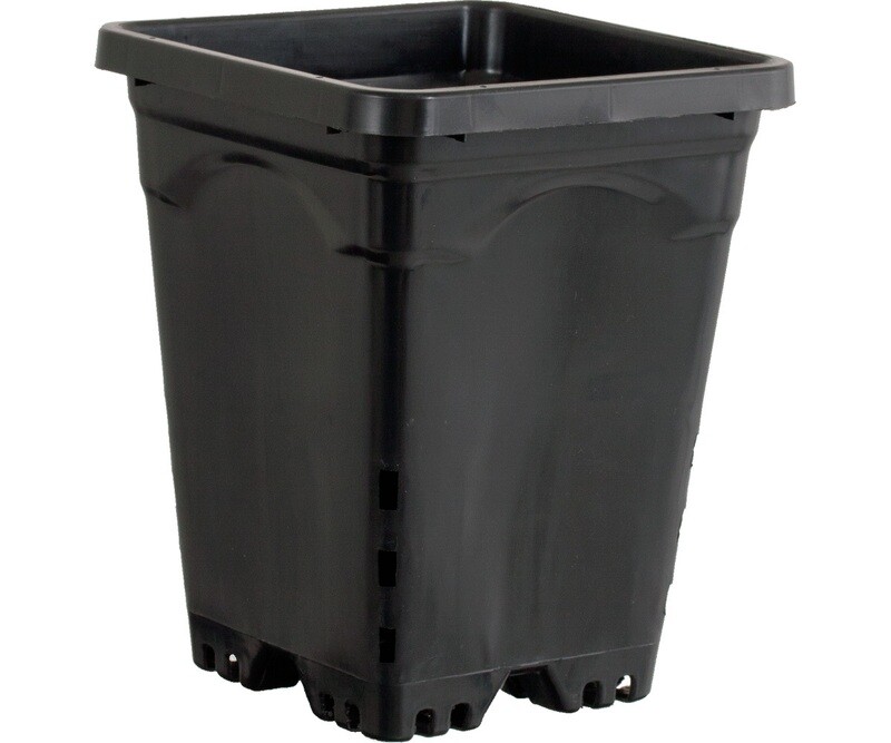 6 6"x 6" Square Black Pot, 8" Tall CS (50 pcs)