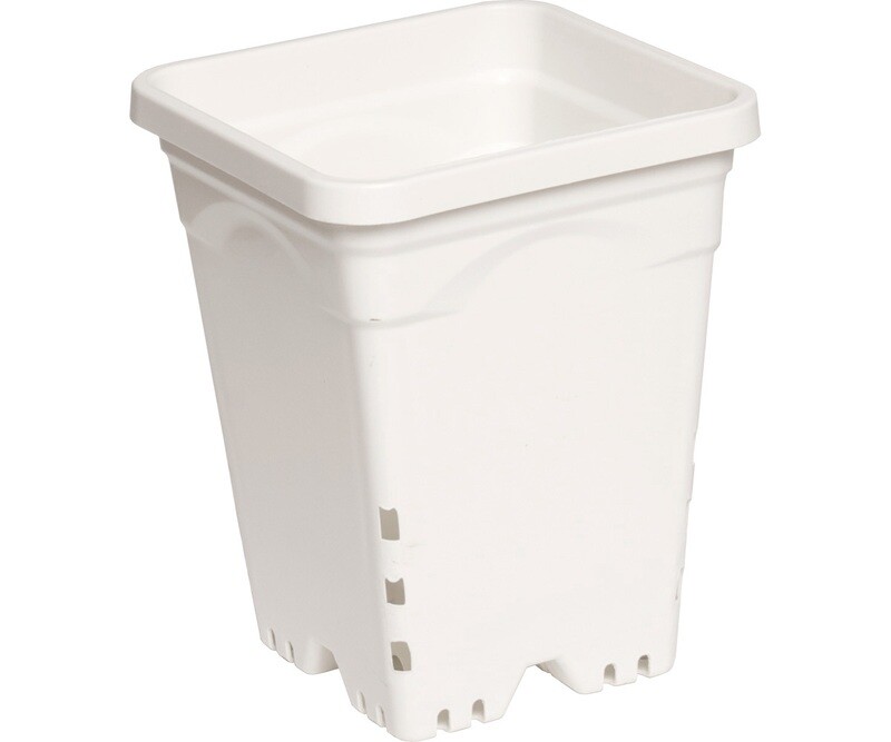 6 6"x 6" Square White Pot, 8" Tall CS (50 pcs)