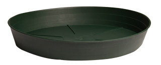 Green Premium Saucer 6 Green Premium Saucer 6", pack of 25