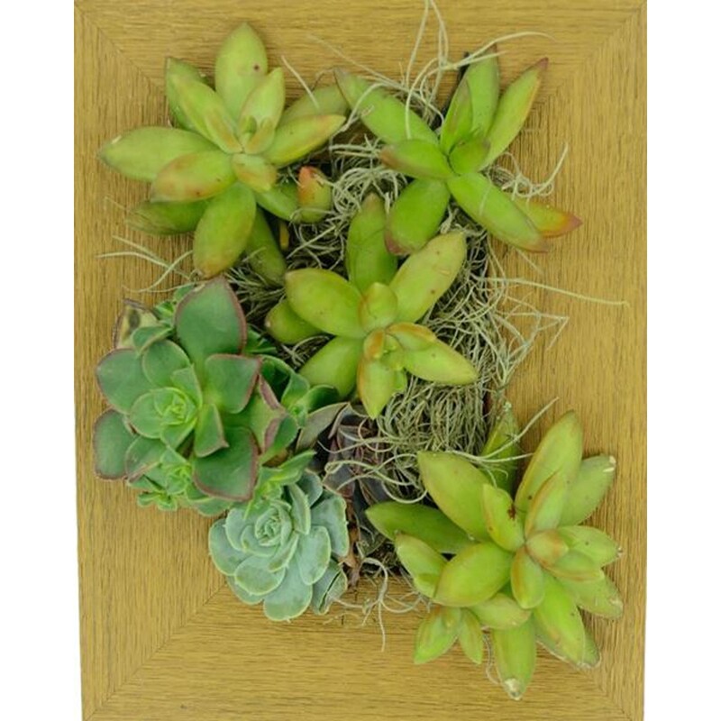 Portrait Gardens 4x6 Frame Planter Portrait Gardens 4x6 Frame Planter
