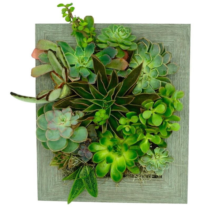 Portrait Gardens 8x10 Frame Planter Portrait Gardens 8x10 Frame Planter