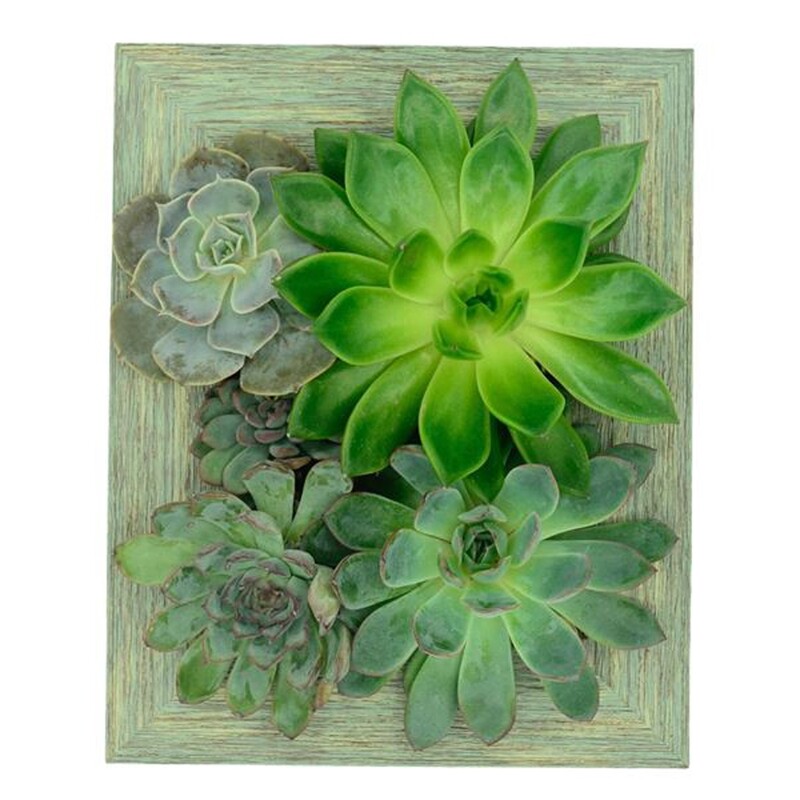 Portrait Gardens 5x7 Frame Planter Portrait Gardens 5x7 Frame Planter
