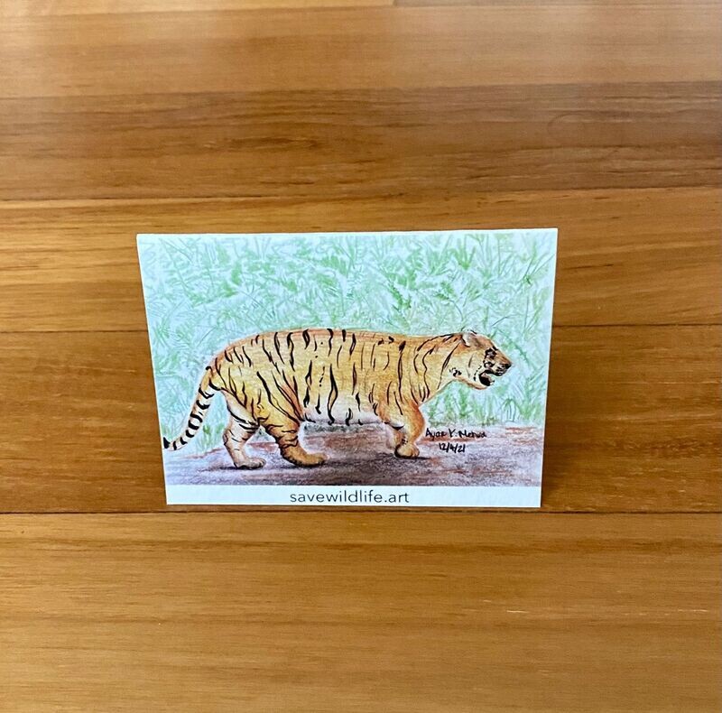 Malayan Tiger Bujang