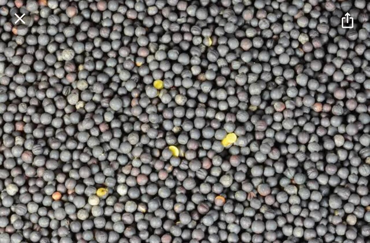 Canola Seeds