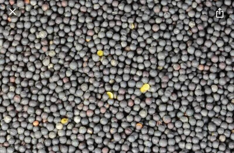 Canola Seeds