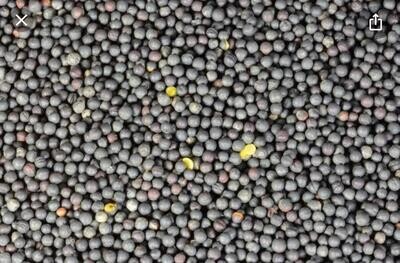 Canola Seeds