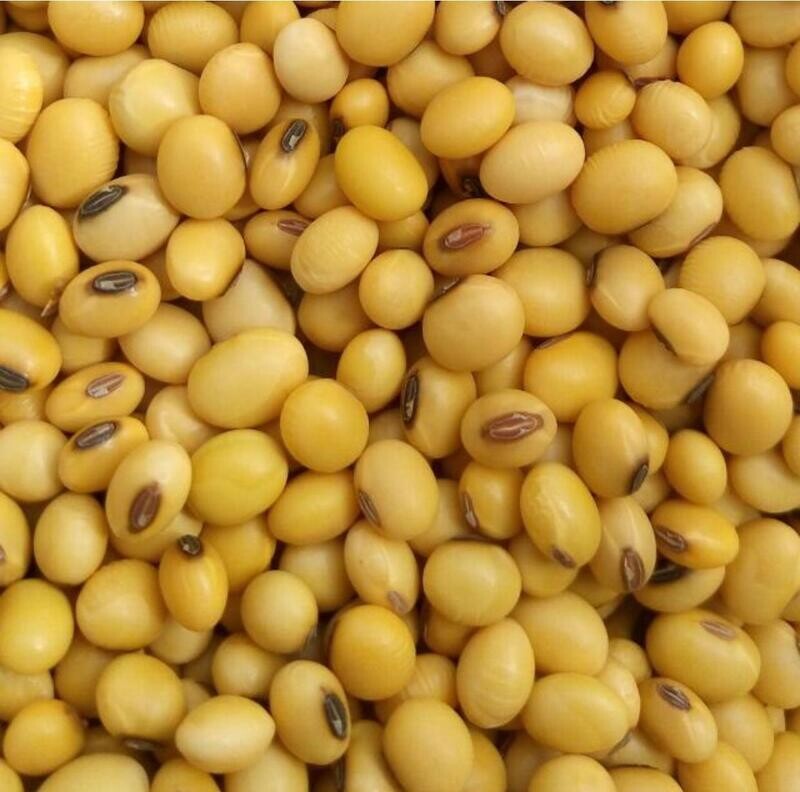 Soya Seeds