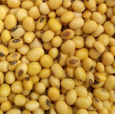 Soya Seeds