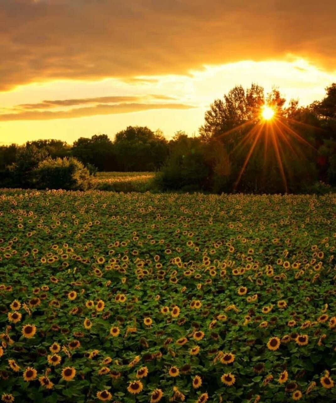 Sunflower Oil 1L