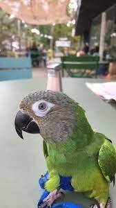 Sun and Dusky Conure