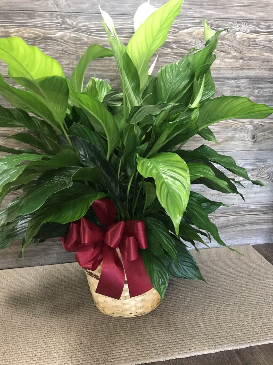 Peace Lily Plant