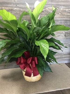 Peace Lily Plant