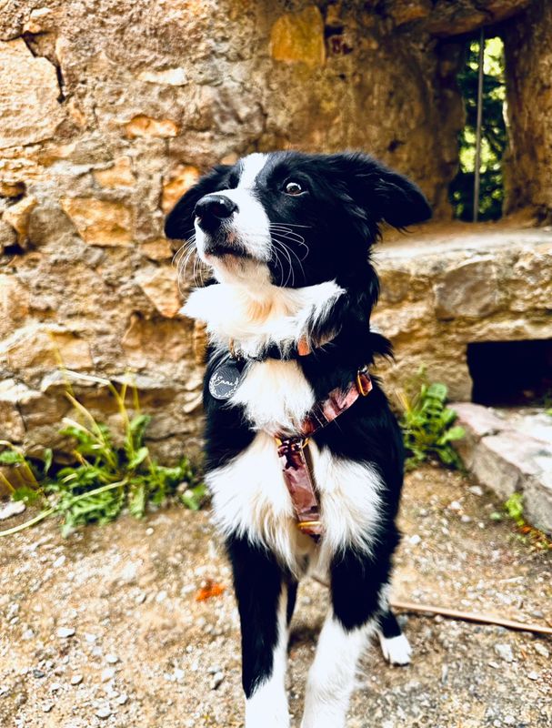 Brustgeschirr  Y-Form