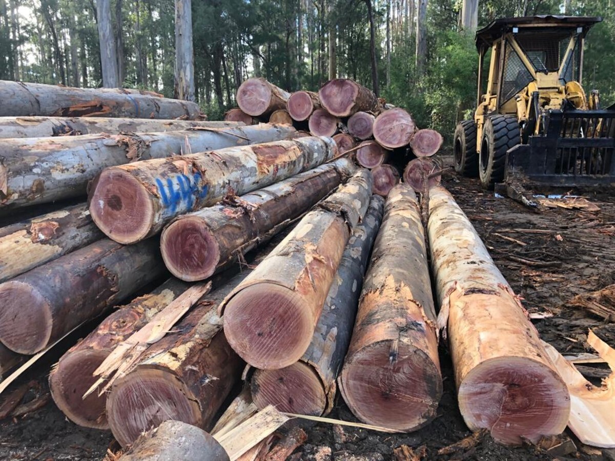 LOGS TIMBER OPS FORESTRY Australia