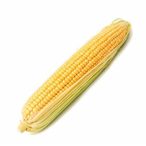 Fresh Sweet Corn 1Pc  ذره حلوه