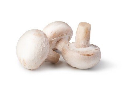 White Mushroom فطر ابيض
