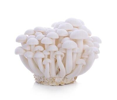 White Shimeji Mushroom فطر شيمجى ابيض