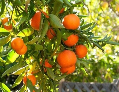 Mandarines Syria