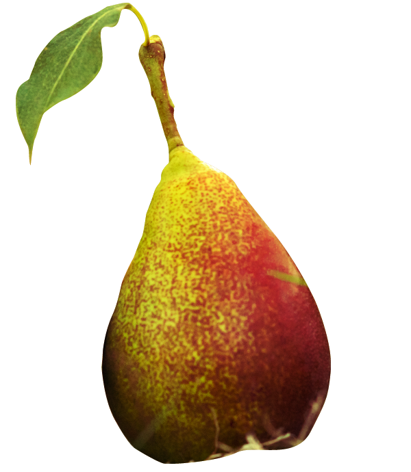 Rosemary Pears South Africa أجاص روزماري جنوب أفريقيا