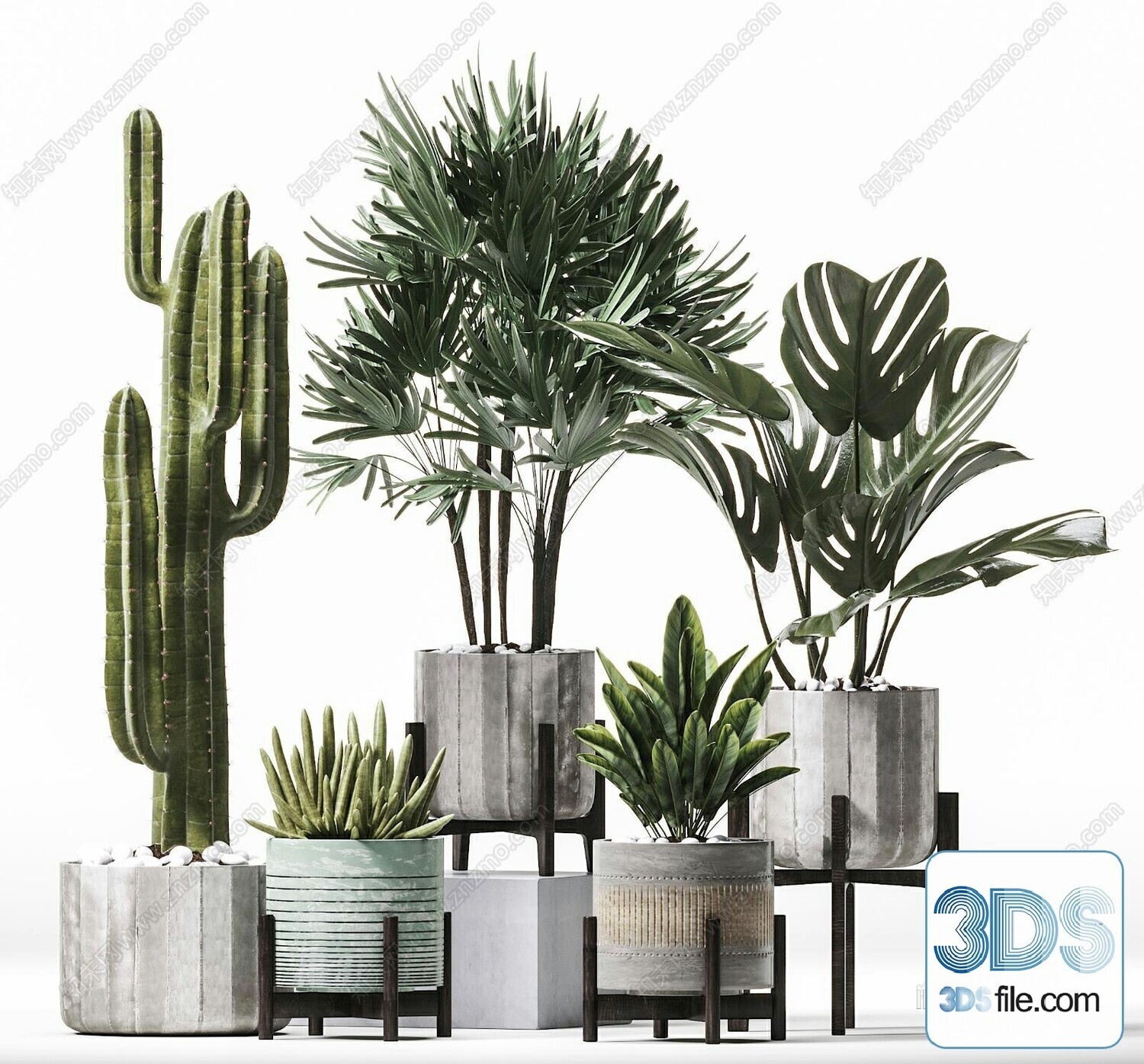 14 Cactus 3d Models For Download-Vray