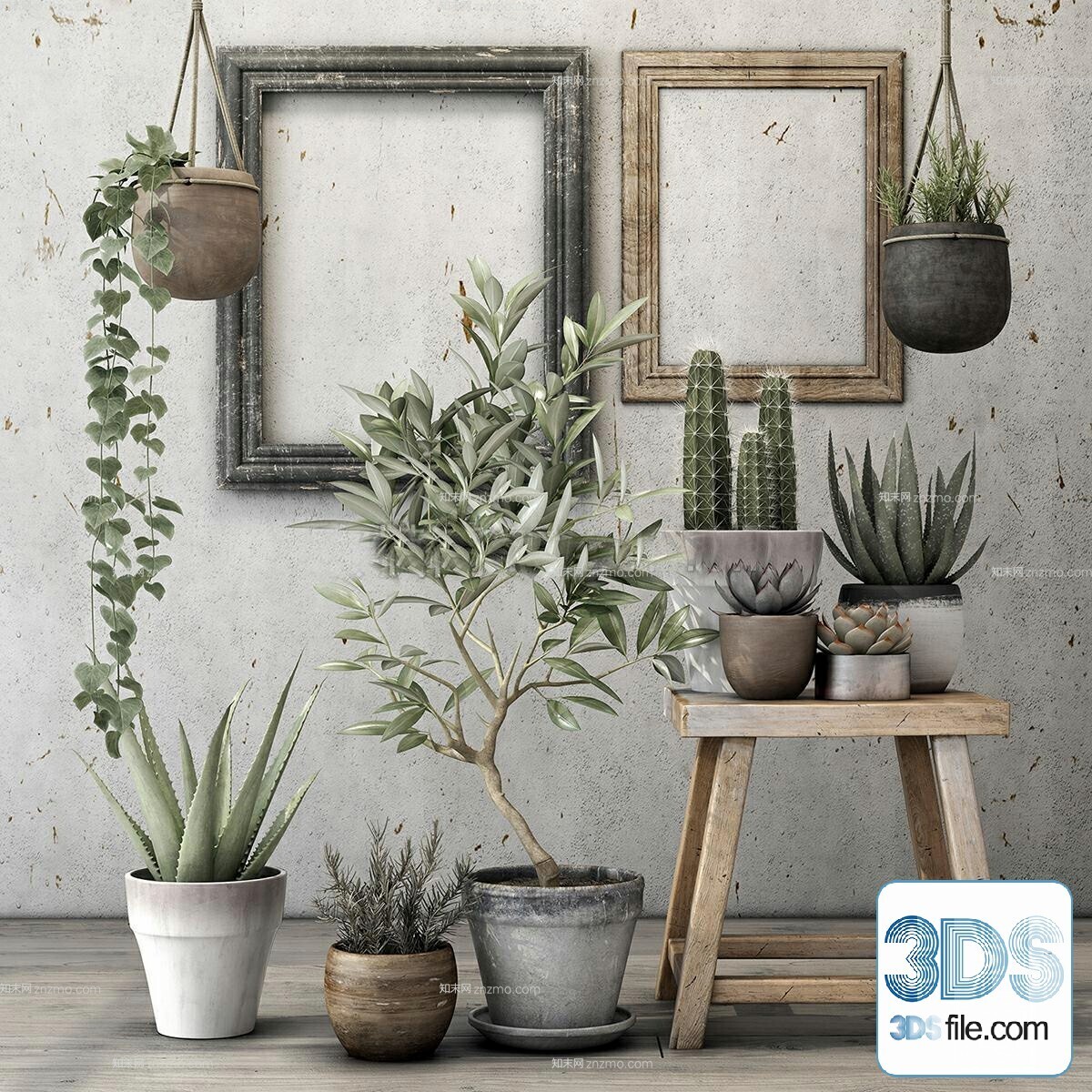 14 Cactus 3d Models For Download-Vray