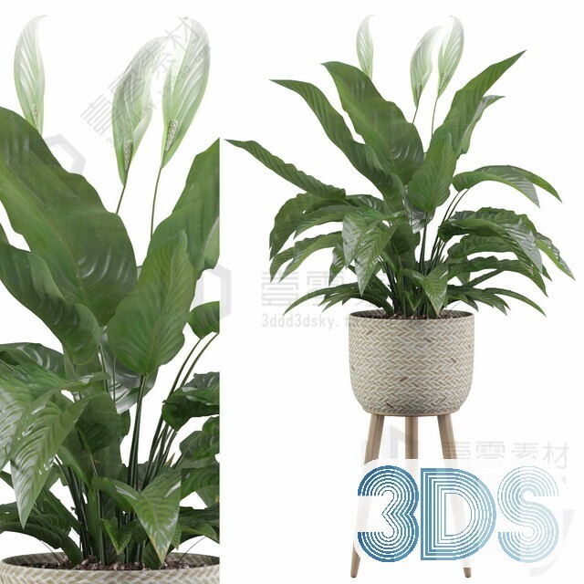 83 Plant 3d Models Pro Vol.04