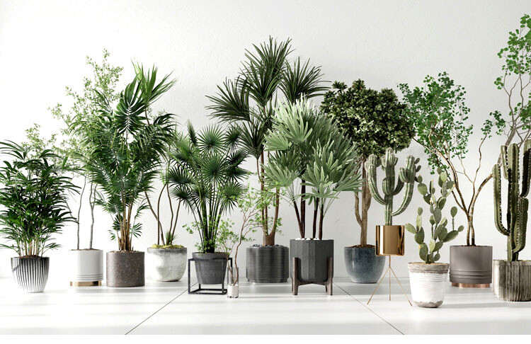 140 Plant 3d Models Pro Vol.05