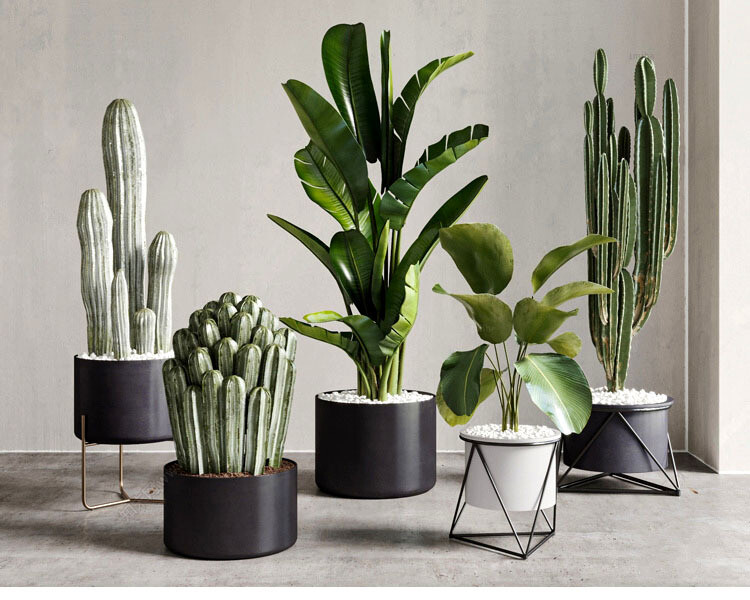 140 Plant 3d Models Pro Vol.05