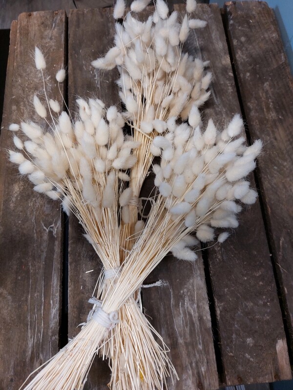 Lagurus / natur