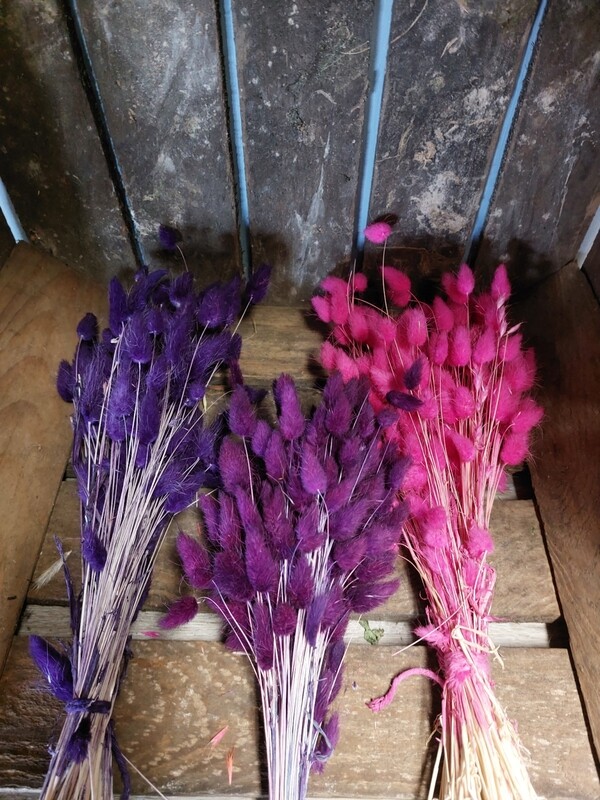Lagurus/ lila/pink/lachs